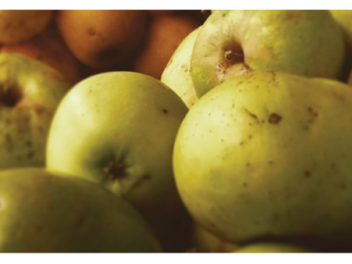 Belfast Community Co-op, history heritage Maine apples