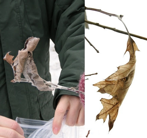 Webs can look like fist-sized clumps of leaves tied together tightly with silk, or like single leaves hanging onto twigs. (Photo courtesy Maine Forest Service)