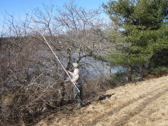 Use hand snips or extendable pole pruners to remove webs within reach from the ground and away from hazards such as powerlines. (Photo courtesy Maine Forest Service)