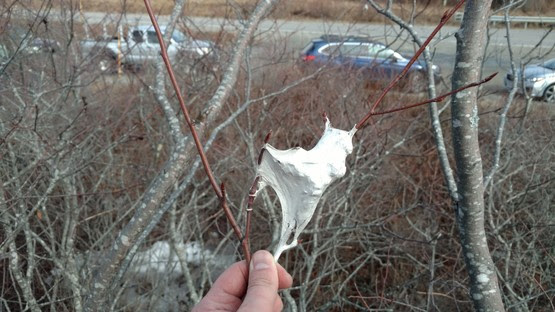Vehicles line the road at a community web-clipping event in Deer Isle. Foreground, browntail web in serviceberry. The more that neighbors, businesses and others get together to respond to the problem, the better the results. (Photo courtesy Maine Forest Service)