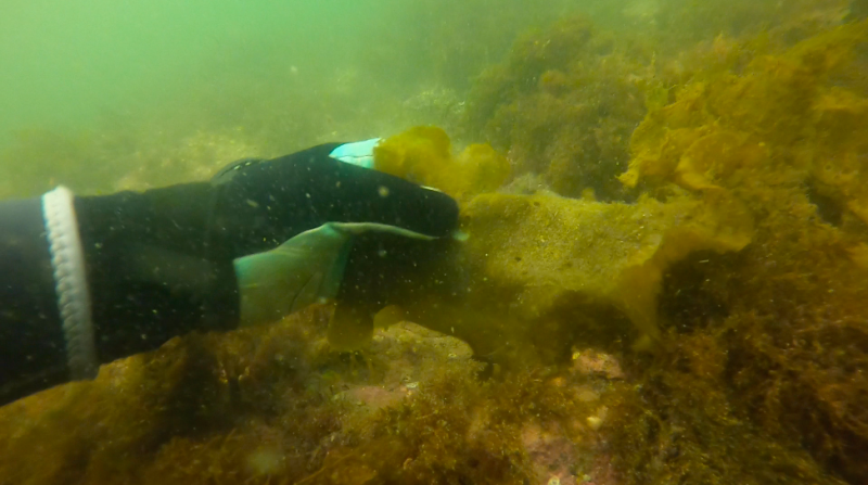 Wild kelp being collected by scuba divers off Beauchamp Point in Rockport (Photo by Charles H. Lagerbom)