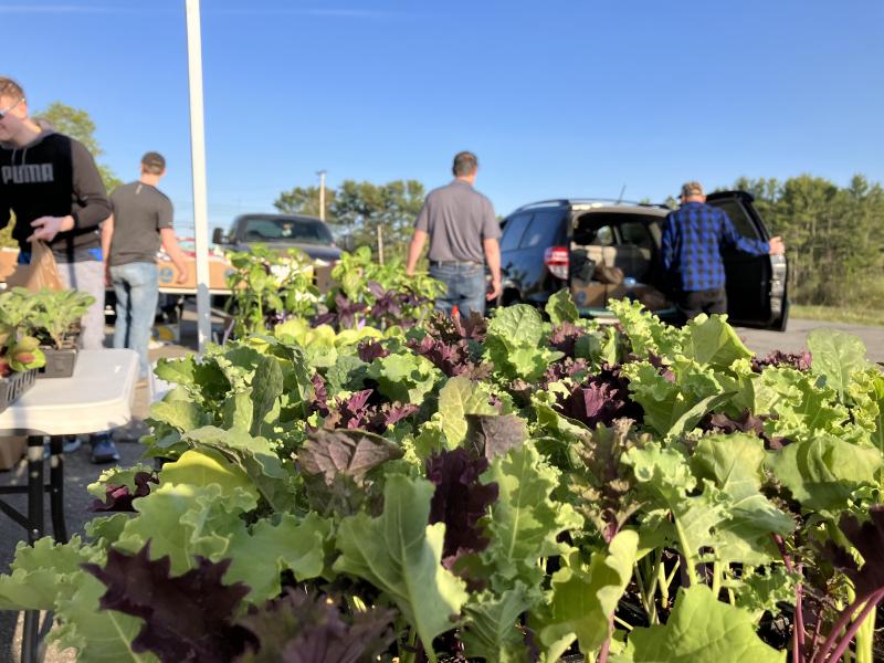 Little River Church Food Pantry offered seedlings to guests during a regular food pick-up day. (Photo courtesy Waldo County Bounty)