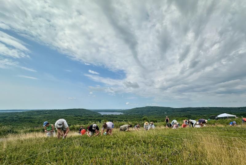Blueberry harvesting on Beech Hill in Rockport. (Photo courtesy Jenny Roberts)