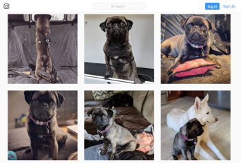 A screenshot of the Instagram account run by Heidi Vanorse Neal for her dog, Piper.