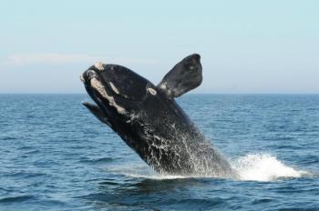 A North Atlantic right whale breaches in the Bay of Fundy. During a Café Sci event at Bigelow Laboratory on Aug. 13 at 5 p.m., researcher Nick Record will discuss the environmental changes impacting right whales in the Gulf of Maine and how conservation strategies can keep up. Courtesy of the Anderson Cabot Center for Ocean Life/New England Aquarium
