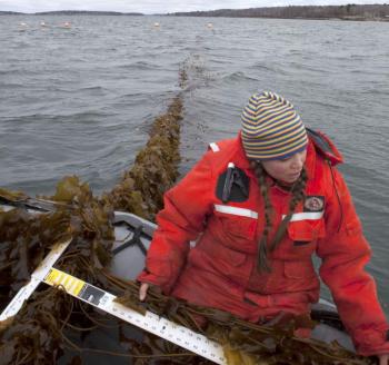 Bigelow Laboratory Research Associate Brittney Honisch measures a piece of sugar kelp before harvest in Casco Bay. Bigelow Laboratory is leading a new project that will evaluate how seaweed might mitigate coastal acidification and combat the impacts of climate change. Courtesy of the Island Institute