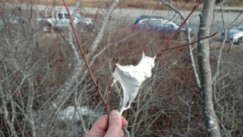 Vehicles line the road at a community web-clipping event in Deer Isle. Foreground, browntail web in serviceberry. The more that neighbors, businesses and others get together to respond to the problem, the better the results. (Photo courtesy Maine Forest Service)