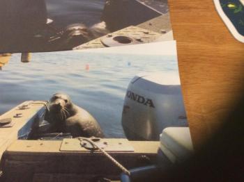 Krah said he thinks this seal knew the shark was around. He said the seal tried three times to get on the gunnel. Courtesy of Dean Krah