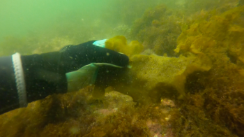 Wild kelp being collected by scuba divers off Beauchamp Point in Rockport (Photo by Charles H. Lagerbom)