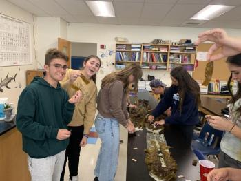 Belfast students in the Marine Studies class take the collected kelp and cut out the sorus tissue for the waiting seawater tanks (Photo by Laney Scheafe)