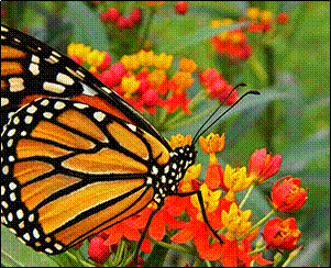 (Photo courtesy Waldo County Soil & Water Conservation District)