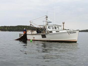 Thrasher pulls lines of kelp. CANDI JONETH/Boothbay Register
