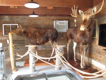 A moose museum within the ice cream shop. Photo by Kay Stephens