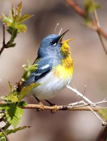 Northern Parula. Photo by Kirk Gentalen. (Photo courtesy Maine Coastal Islands National Wildlife Refuge Visitor Center)
