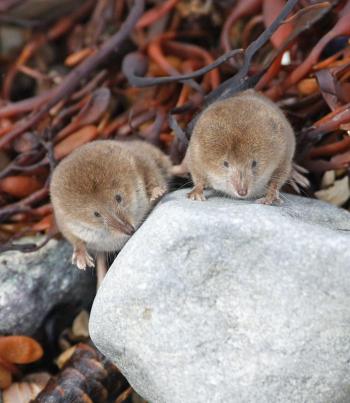 A Whisker of Shrewlets. Photo by Kirk Gentalen. (Photo courtesy Maine Coastal Islands National Wildlife Refuge Visitor Center)