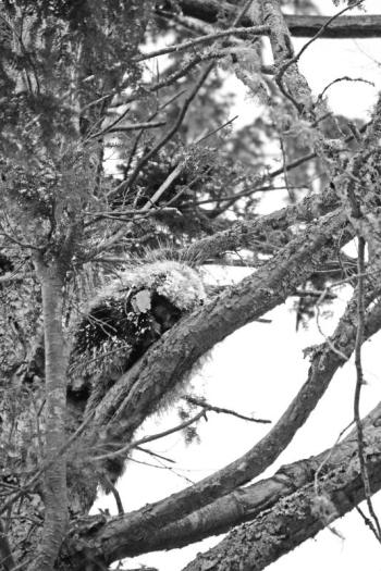 Porcupine in a tree. Photo by Kirk Gentalen. (Photo courtesy Maine Coastal Islands National Wildlife Refuge Visitor Center)