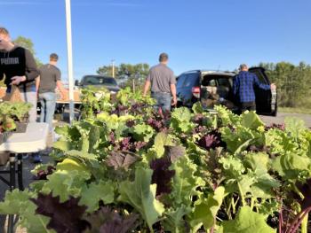 Little River Church Food Pantry offered seedlings to guests during a regular food pick-up day. (Photo courtesy Waldo County Bounty)