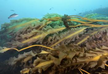 The new study found that kelp forests are still thriving in the cooler waters of the Gulf of Maine, on the northeast coast and around Cashes Ledge, but they are slowly declining to warming temperatures. Meanwhile, forests further south have already collapsed. Courtesy of Brian Skerry