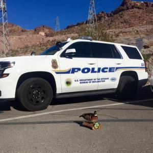 A very important duck (Duck of Justice) makes a cameo several times a week in Cotton’s Facebook posts.
