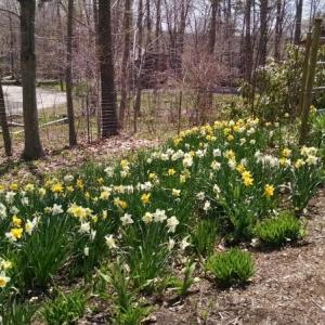 Some of the many gorgeous daffodils that will welcome you to the Klivans home this Mother’s Day.