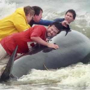 “Beached Whale Rescue” captured by photographer Peter Southwick. See this image and others by this accomplished photojournalist at the Opera House at Boothbay Harbor. Courtesy photo Peter Southwick Photography