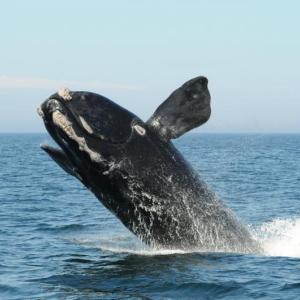A North Atlantic right whale breaches in the Bay of Fundy. During a Café Sci event at Bigelow Laboratory on Aug. 13 at 5 p.m., researcher Nick Record will discuss the environmental changes impacting right whales in the Gulf of Maine and how conservation strategies can keep up. Courtesy of the Anderson Cabot Center for Ocean Life/New England Aquarium