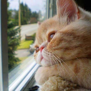 Best of CatVideoFest: Creature Comforts. (Photo provided by
CatVideoFest)