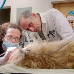The Dog Doc. (Photo courtesy Strand Theatre)