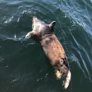 The seal Dominic Gioia spotted in Camden Harbor. (Courtesy Dominic Gioia)