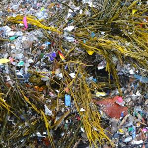 The plastic, as embedded in seaweed in Searsport.