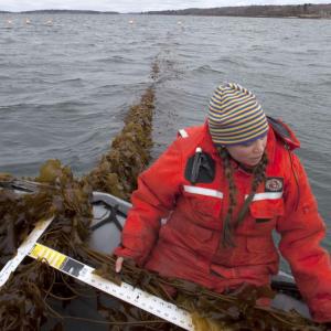 Bigelow Laboratory Research Associate Brittney Honisch measures a piece of sugar kelp before harvest in Casco Bay. Bigelow Laboratory is leading a new project that will evaluate how seaweed might mitigate coastal acidification and combat the impacts of climate change. Courtesy of the Island Institute