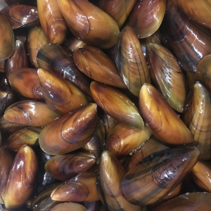 Gold Mussels created by the Downeast Institute in partnership with Blue Hill Bay Mussels. (Courtesy Downeast Institute)