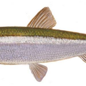 (Photo courtesy Downeast Salmon Federation)