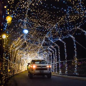 Lights are everywhere at Gardens Aglow. Courtesy of CMBG