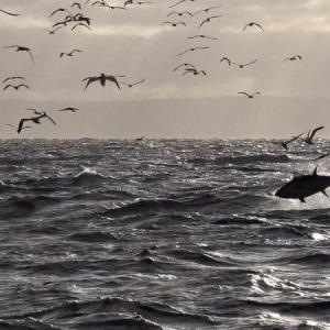 A tuna jumps over the waves. (Photo courtesy Walt Golet)