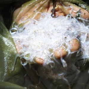 Elver eels, commonly called glass eels, have a translucent body that averages three inches in length. They swim the currents in brackish water at night during high tides. (File photo by Ryan Leighton/Boothbay Register)