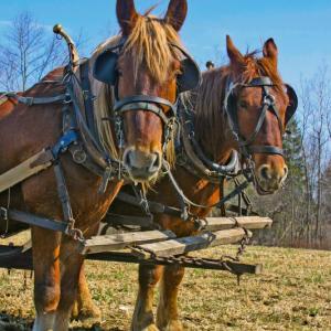 Horsepower Farm’s Suffolk Punch draft horses “Harry and Jake” prepare a field for planting this summer. (Photo by Meghan Birdsall)