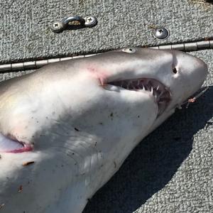 Sand tiger shark caught on Marsh River Aug. 25. Courtesy of Dean Krah