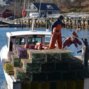 As the lobster season winds down, the drags on this fishery have only mounted. High price of diesel, inconsistent catches, lower price per pound, not to mention a federal lawsuit concerning right whales and the lobster industry. Making matters even worse was the recent designation – red listing —by Seafood Watch. (Photo by Lynda Clancy)