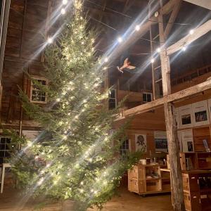 20’ fir tree in barn at Barnswallow Books. (Photo by Mary Jane Young)