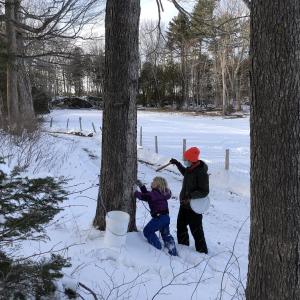 Sap-to-Syrup participants tap maple trees by Aldermere Farm's cow pastures. (Photo courtesy Maine Coast Heritage Trust)