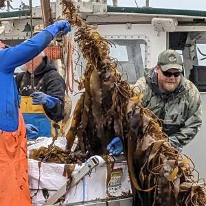 Crew from Thrasher harvest kelp. CANDI JONETH/Boothbay Register
