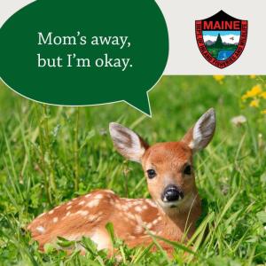 (Photo courtesy Maine Department of Inland Fisheries and Wildlife)