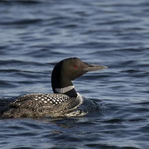 (Photo courtesy Maine Audubon)