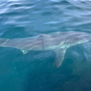 Bigelow Laboratory and University of Maine doctoral student, Kyle Oliveira, is sampling water off of Cape Cod to find traces of environmental DNA shed from white sharks as part of a project to improve our methods for tracking white shark movements now and in the future. Photo by Kyle Oliveira, Bigelow Laboratory