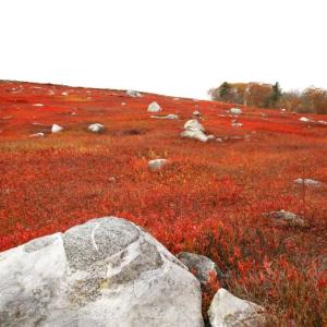 Clarry Hill blueberry barrens in autumn. (Photo courtesy Midcoast Conservancy)