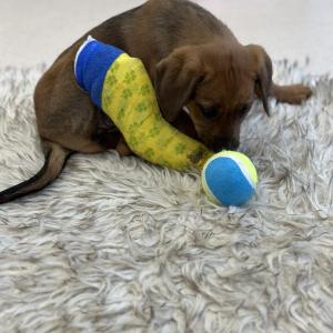 Peppermint Patty. (Photo courtesy Pope Memorial Humane Society)