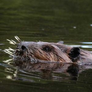 Beaver. (Photo courtesy Belfast Bay Watershed Coalition)