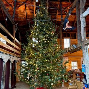 20’ fir tree in barn at Barnswallow Books. (Photo courtesy Barnswallow Books)