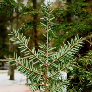 Hemlock woolly adelgid is visible on the undersides of hemlock twigs in winter. (Photo courtesy Maine Department of Agriculture, Conservation and Forestry)